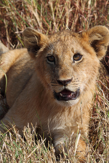 Lions_Kill_5938v.jpg