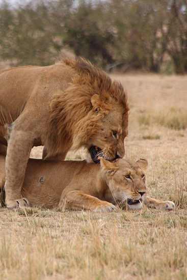 Lions_Mating_2383v.jpg