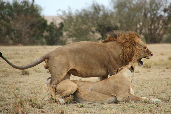 Lions_Mating_2385.jpg