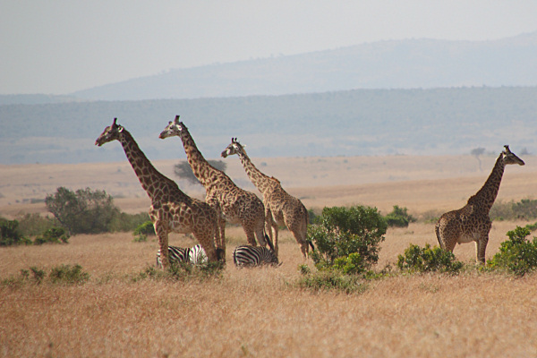 MaasaiGiraffes_2322.jpg