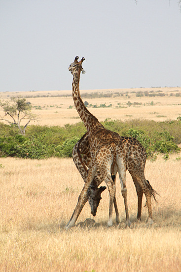 MaasaiGiraffes_MalesNECKING_2349v.jpg