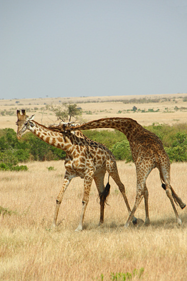 MaasaiGiraffes_MalesNECKING_2350.jpg