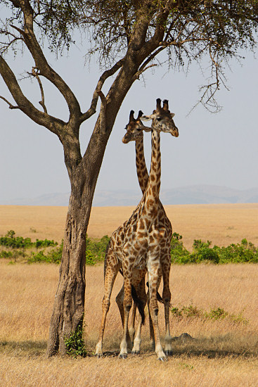 MaasaiGiraffes_MalesNecking_2338v.jpg