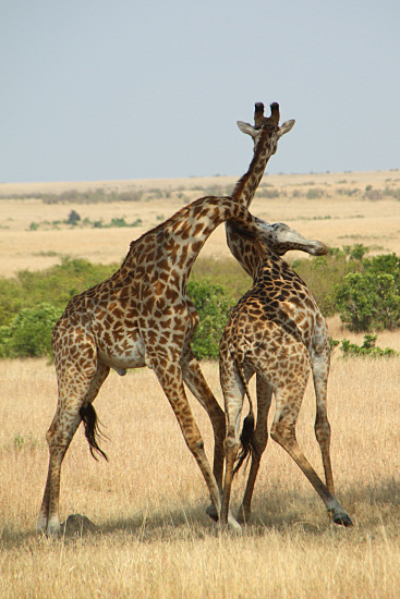 MaasaiGiraffes_MalesNecking_2342v.jpg