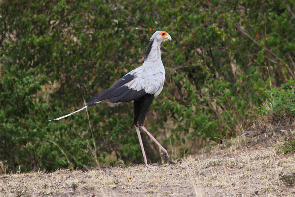 SecretaryBird_5974.jpg