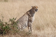 Cheetah_5957