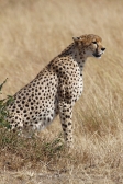 Cheetah_5958v