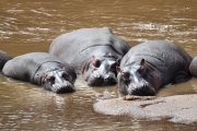 Hippos_MaraRiver_6007