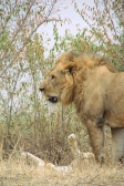 Lions_2373v