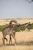 MaasaiGiraffes_MalesNECKING_2348v