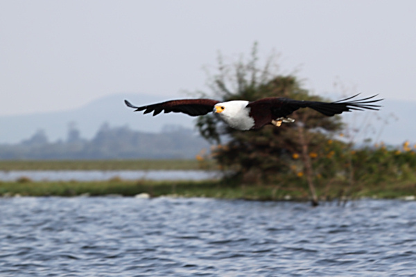AfricanFishEagle_5908_m_3.jpg