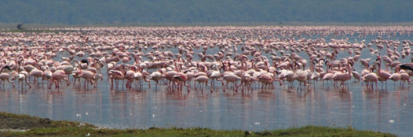 Flamingos_02a.jpg