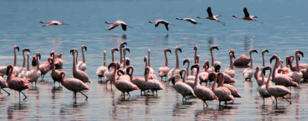 Flamingos_08.jpg