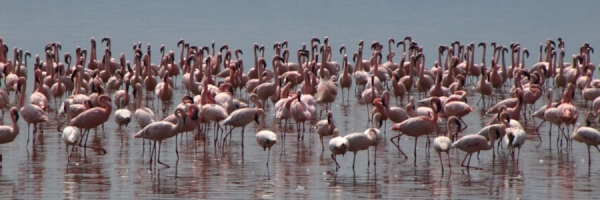 Flamingos_14.jpg