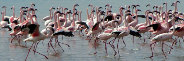 Flamingos_15a.jpg