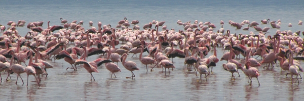 Flamingos_16.jpg