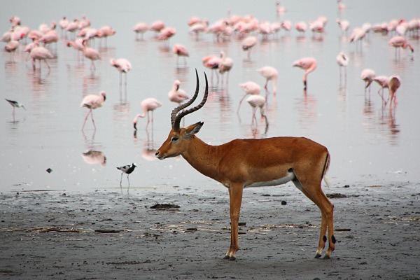 Lake_Impala&Flamingos_2149.jpg