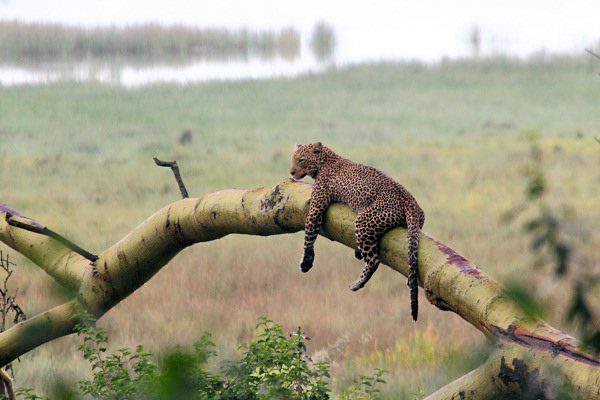 Leopard_Male_5603.jpg