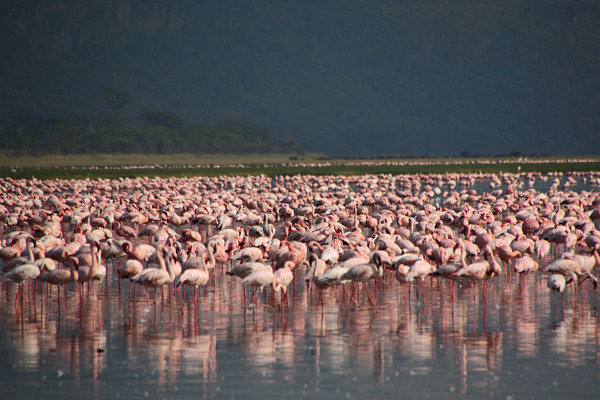LesserFlamingos_2081.jpg