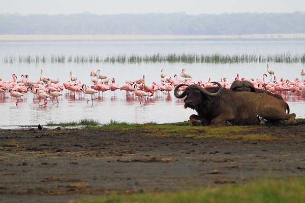 LesserFlamingos_5900.jpg