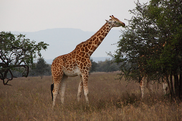 MaasaiGiraffe_2118.jpg