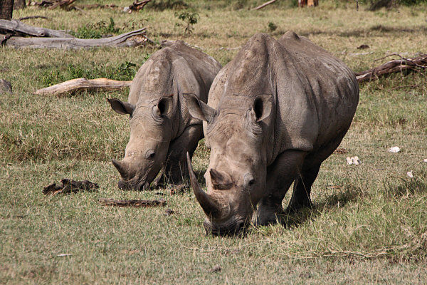 WhiteRhino_2082.jpg