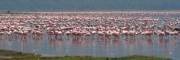 Flamingos_02a