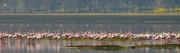 Flamingos_07