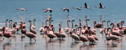 Flamingos_08