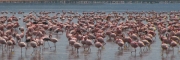 Flamingos_10a