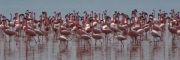 Flamingos_13