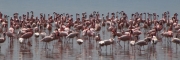 Flamingos_14
