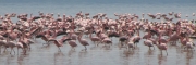 Flamingos_16
