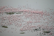 Lake&Flamingos_5783
