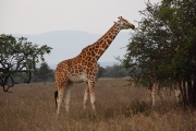 MaasaiGiraffe_2118