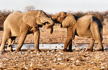 elephants0041.jpg