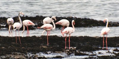 flamingo0029.jpg