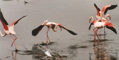 flamingo0032.jpg