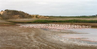 flamingo0035.jpg