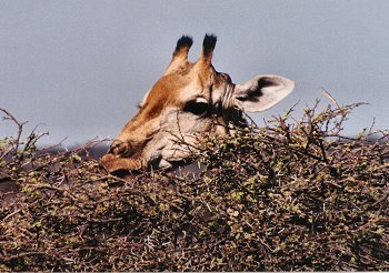 giraffe0010.jpg