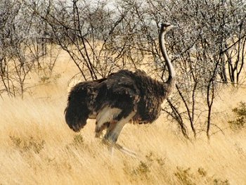 ostrich0078.jpg