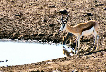 waterhole10016.jpg