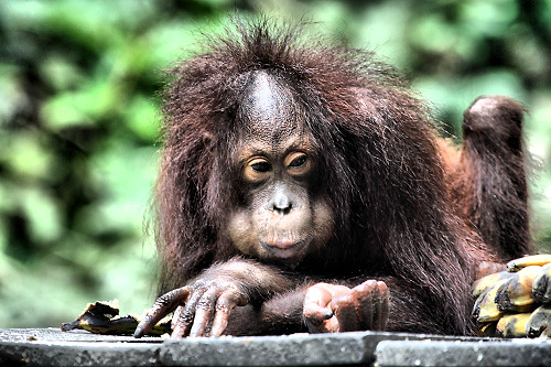 Sepilok_0023_m.jpg