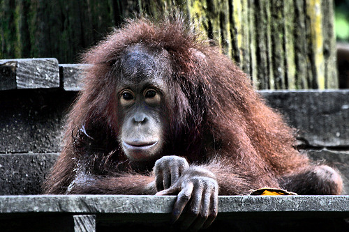 Sepilok_0109_m.jpg