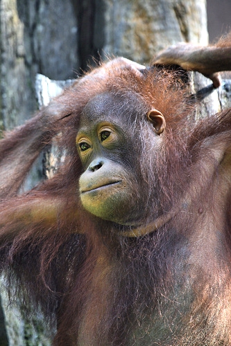 Sepilok_0183_m.jpg