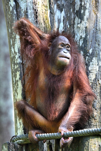 Sepilok_0206_m.jpg