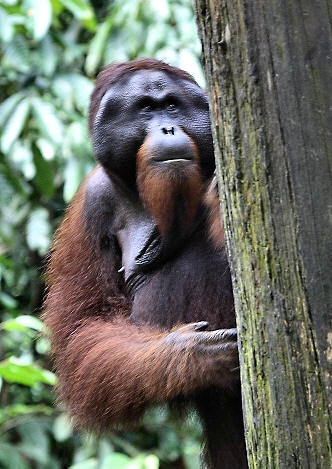 Sepilok_0237_m.jpg