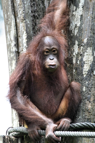 Sepilok_0277_m.jpg