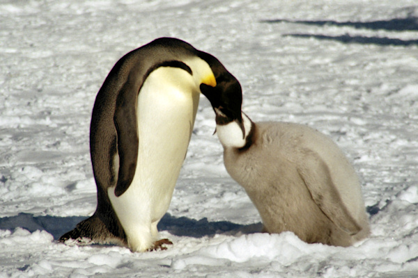 A_CWEmperorPenguins15.jpg