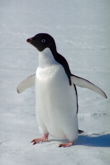 CHAdeliePenguins12.jpg